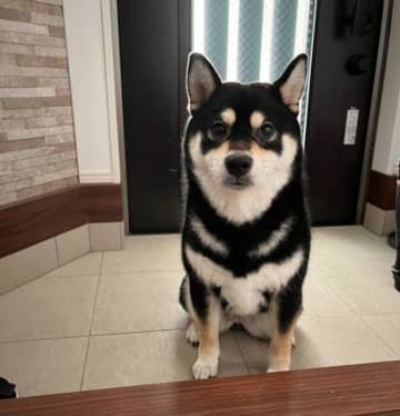 飼い主がうっかり言った「散歩」を聞き逃さない柴犬　玄関でスタンバイする様子からわかることは？｜獣医師解説