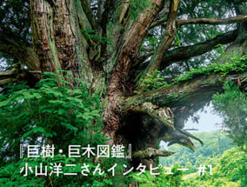 〝巨木巡りの集大成に〟『巨樹・巨木図鑑』著者小山洋二さん書籍出版までの道のり