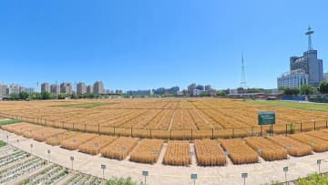 北京の「最も地価の高い麦畑」、間もなく収穫シーズンに―中国