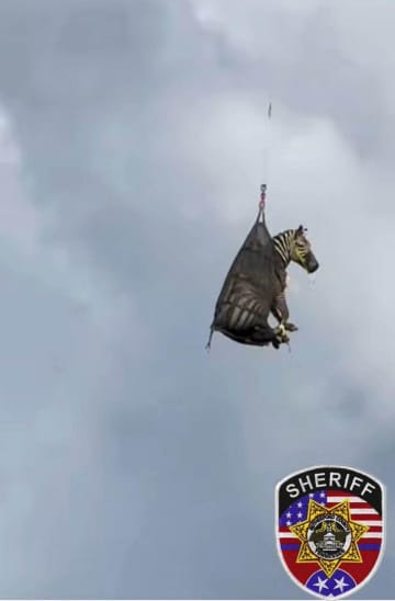本当に空を飛んだ！〝フライング・ゼブラ〟映像が公開され全米で話題