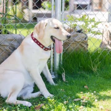 暑い季節に気をつけたい『犬の体調不良』4つ　重症化させないために気をつけるべきこととは