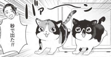 「子猫、永遠に見てられる」…里親になった子猫はわんぱく盛りに感慨…【借金1000万作曲家の人生を変えてくれた猫の話 #４】