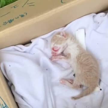 『段ボールに捨てられていた赤ちゃん猫』を保護した結果…大切に育てられた成長後の様子に涙がでると25万再生「出会えてよかった」「可愛い」