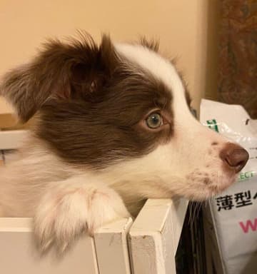 あどけなさの残る表情が可愛い生後3カ月のボーダー・コリー子犬→3カ月でマズルが伸びたくましく凛々しい顔つきに成長！