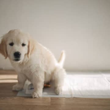 犬がしていたら『超危険なおしっこ』5選　健康状態を測るために確認すべきポイントとは？