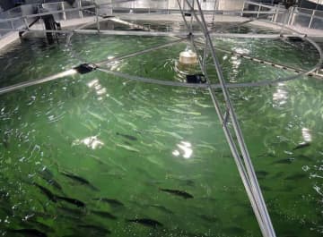 中国浙江省産タイセイヨウサケの出荷拡大　高まる高級食材需要