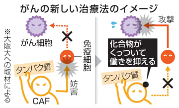 がん免疫妨害細胞だけを標的に　新治療法開発、大阪大