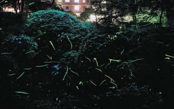 箱根小涌園・蓬莱園にホタル飛び交う　日没後の幻想的な光　家族、友人らと「自然感じて」