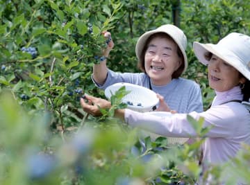 川崎市の農園でブルーベリーが収穫期　味わい豊かに約15品種、「甘くておいしい」