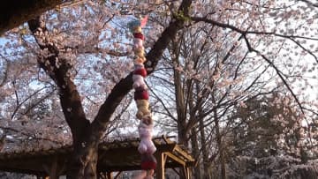 『オモウマい店』店前に桜が咲いている店を探して桜前線とともに日本縦断　鹿児島から北海道まで約2か月奔走