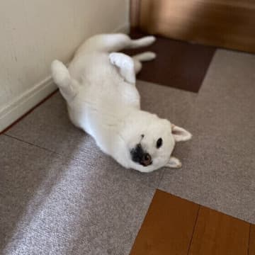 大きな音や洋服は犬にとってストレス？ストレスを減らす対処法を知ろう