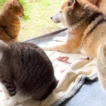 ８匹の猫たちが愛してやまない同居犬→移動すると、一斉に…可愛すぎる『まさかの行動』に「とっても優しい空間」「会議で場所決めてそう」