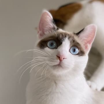 猫がコンロの上でやけどしそうに！　防ぐためにはどうしたらいい？ ｜専門家解説