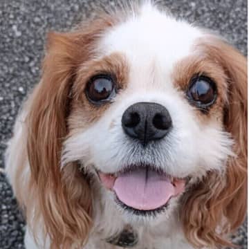 若い小型犬やシニアは要注意！骨折しやすい犬種・状況とは