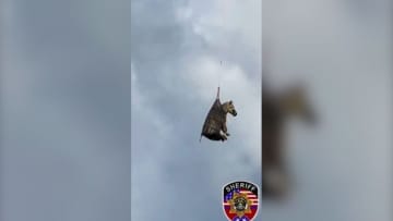 逃げたシマウマ捕獲、ヘリを使って空輸　米テネシー州