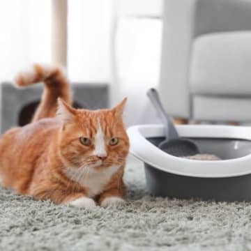 うちの猫が『排泄物に砂をかけない』のはなぜ？考えられる4つの理由　かけるよう促すことはできる？