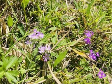 雪解け後の高山登山「開花ラッシュ」の足元にも注目！　展望だけじゃもったいない！　絶対見たい「高山植物」5選