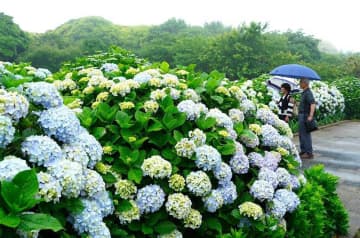 【速報】関東甲信地方が梅雨入り　平年より3日遅く　傘を差しアジサイ楽しむ人の姿も