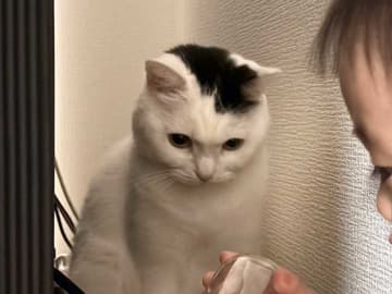 「静かだと思ったら」　猫と子供が見つめていたのは…「笑った」「かわいすぎる密談」