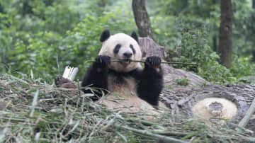 パンダのシャンシャン、リラックスした表情