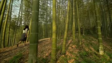 初夏の莫干山、江南山水の美際立つ　中国浙江省