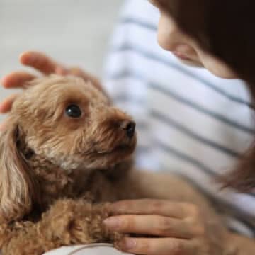 犬が『空気を読んでいるとき』の心理4つ　愛犬からの気遣いに対して飼い主ができることとは