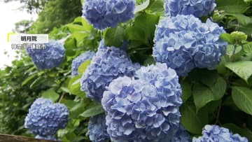 【麦雨】平年より3日遅れで関東甲信梅雨入り　「アジサイ寺」がにぎわい・お得な雨の日限定キャンペーンも！東京都心あすと週末は雨予報