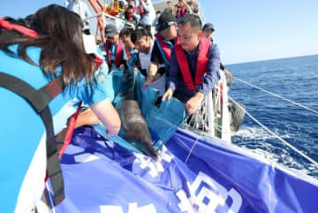 保護されたシワハイルカ「陽陽」を海に放流―海南三亜市