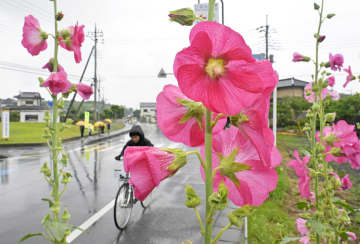 茨城県内梅雨入り　関東甲信、平年より3日遅く　タチアオイしっとり鮮やか