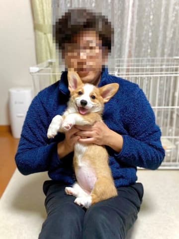 飼い主の膝の上で安心した表情を見せていた生後4カ月のコーギー子犬→約1年後、同じシチュエーションで笑顔を見せる成長姿にほっこり！