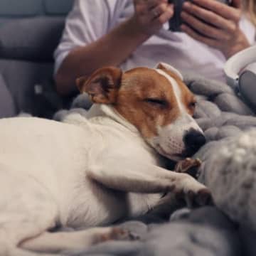 犬が安心できる『飼い主の身体の部位』4選　くっついてくる理由や愛犬が安眠できる場所とは？