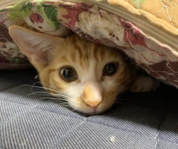 譲渡会で出会った怖がりな保護子猫　今でも忘れられない「トライアル2日目の嬉し泣き」を経て“ずっとの家族”に！