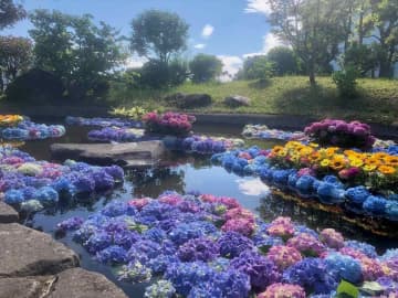 【紫陽花の絶景スポット】水に浮かぶ“あじさい池”が幻想的！「開成町あじさいまつり」を現地ルポ｜神奈川県