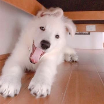 無邪気な顔が可愛い生後3カ月の大型犬の子犬→5年後、「体は大きくなったけれど顔はそのまま」な成長姿にキュン！