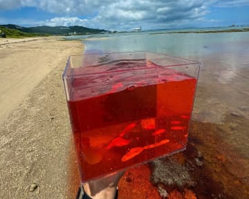沖縄県の「真っ赤に染まった海」に思わず目を疑う　「日本ではあまり見られない珍しい現象」に驚きの声