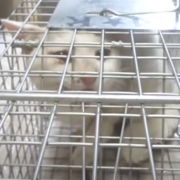 捕獲器の中に入っていた『ボロボロの白猫』を家に迎えた結果…驚きの初日と『11年後の様子』に涙する人が続出「ウルっときた」「まさに運命」