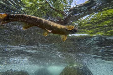 盛んなライズ！　パラダイスのような高原のプール「美しい渓流魚、原種のイワナを求めて志賀高原へ」【長野県】