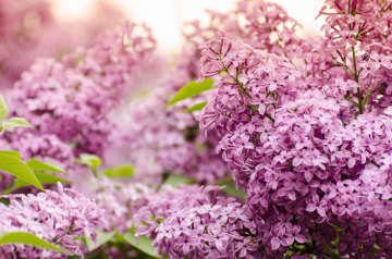 6月11日の花とは？【366日の誕生花と幸せの花言葉】
