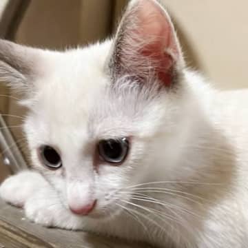 真っ白な猫を迎えたので『おもち』と名前をつけたら…半年後→改名するか迷った『衝撃的な見た目の変化』が14万表示「本来の姿ｗ」「吹いた」