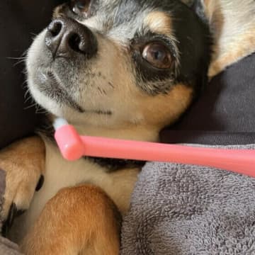 犬の歯周病予防に！歯磨きのお悩み解決法と注意点を解説