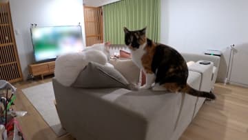 サンシャイン池崎「人にもこれくらい甘えられるようになったら…」　保護猫・ブルボンに先住猫たちが“教育的指導”？