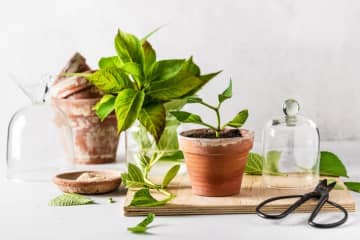 【ガーデニング】切って挿すだけ！かんたん挿し木でお気に入りの植物をふやそう