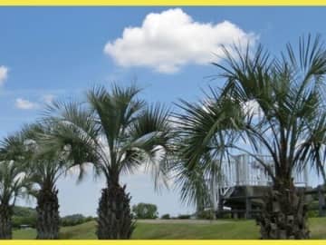 ココスヤシの育て方と魅力【ヤタイヤシ／ブラジルヤシ／ Washington palm】