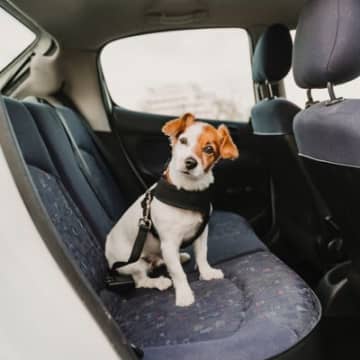 犬が車の中で『ソワソワする』理由４つ　愛犬にリラックスしてもらうために飼い主ができること