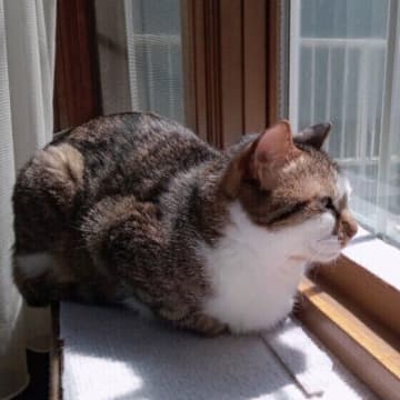 猫が叱られたあとに隠れるのは反省している証拠？　猫のしぐさの本音を専門家が解説