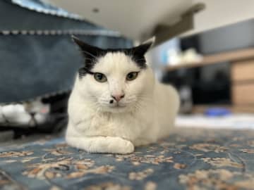 保護猫・モンローのためにティモンディ・前田裕太が部屋を大胆に模様替え！先住猫との不仲解消を目指した作戦は功を奏すのか？