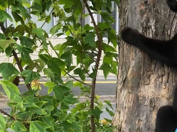 飼い主「でっかいセミ見つけた」　猫を撮った１枚に「思わず二度見した」「すごい姿勢」