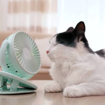 夏場は要注意！『熱中症にかかりやすい猫』の特徴5選　予防法も解説