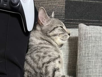 自宅に『買った覚えのないクッション』が…　正体がこちら