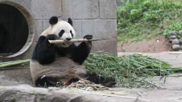 パンダのシンシン、食事風景を披露　中国四川省